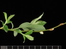 Salix basaltica. Emerging leaves.
 Image: D. Glenny © Landcare Research 2020 CC BY 4.0